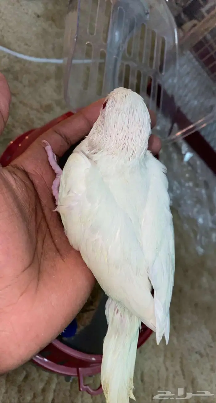 دره البينو فرخ 2