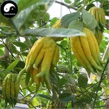 ليمون كف بوذا 0