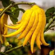 ليمون كف بوذا 1