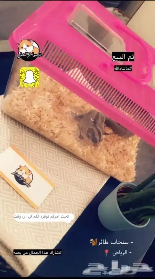 شوقر قلايدر متوفر تمارا 3