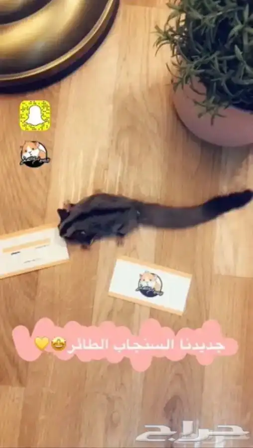 شوقر قلايدر متوفر تمارا 2