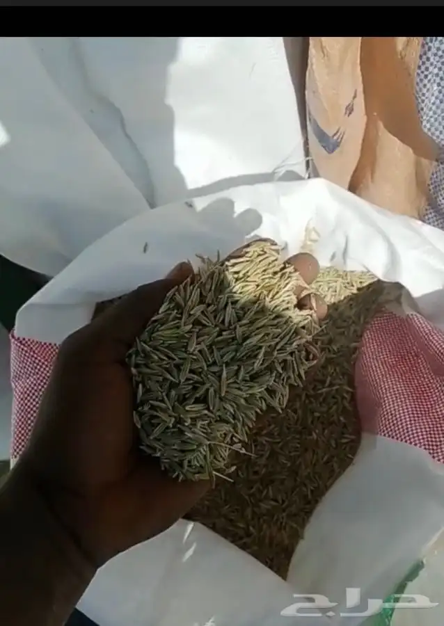 سويقه شعير رومي  جديده توها مصلحه 8