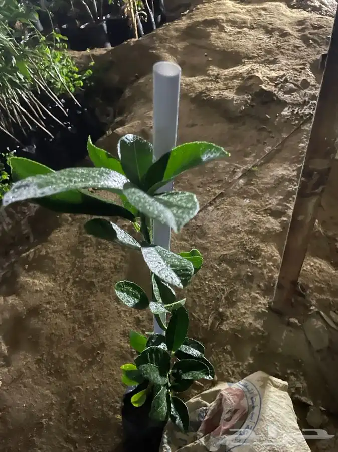 ليمون كف بوذا 2