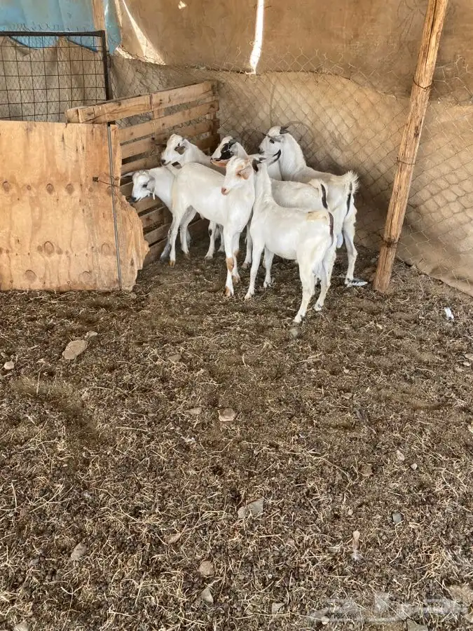 الشميسي البوابه 1