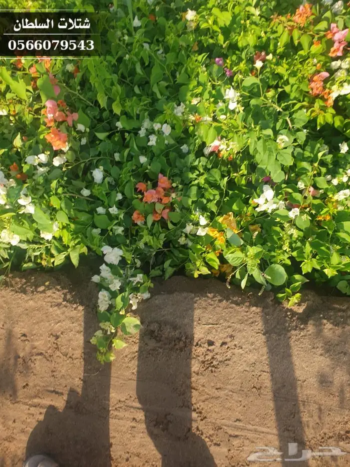 مع بداية موسم الزراعه ( مارس ) شتلات تبدأ ب1.50 63