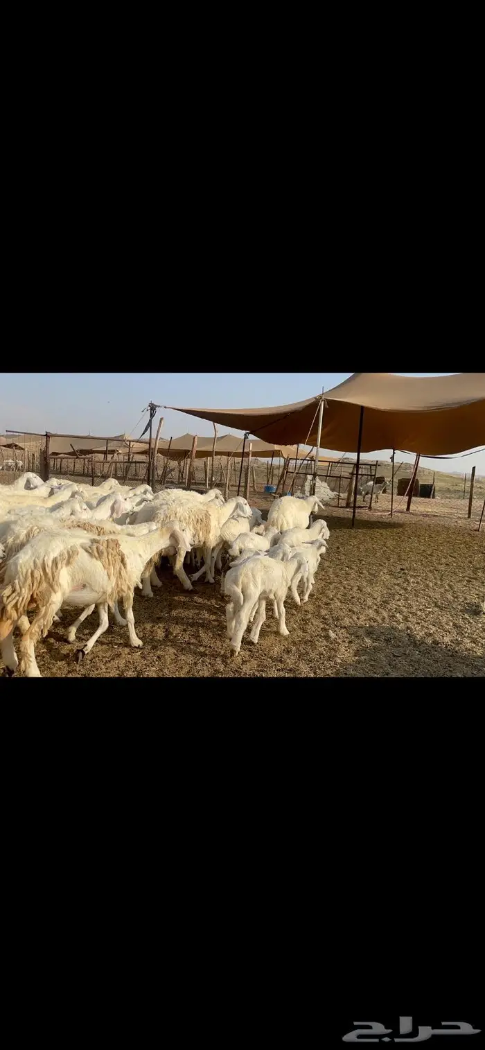 غنم حرية خلفات مراح 62 تحتها 62 بفحلها 0