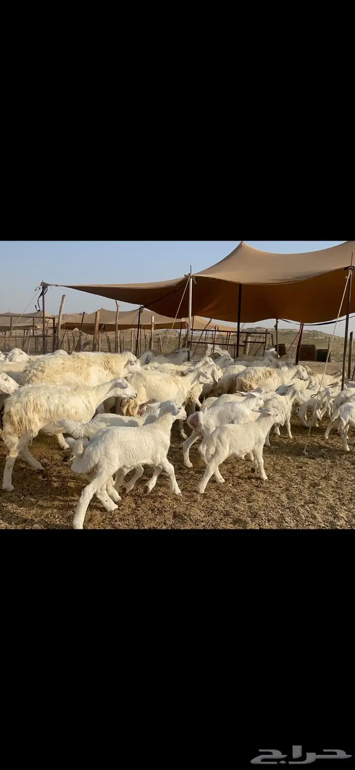 غنم حرية خلفات مراح 62 تحتها 62 بفحلها 5