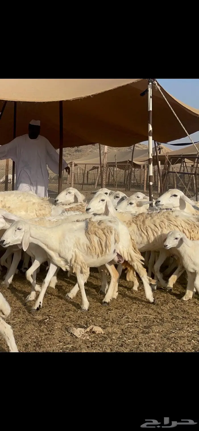 غنم حرية خلفات مراح 62 تحتها 62 بفحلها 1