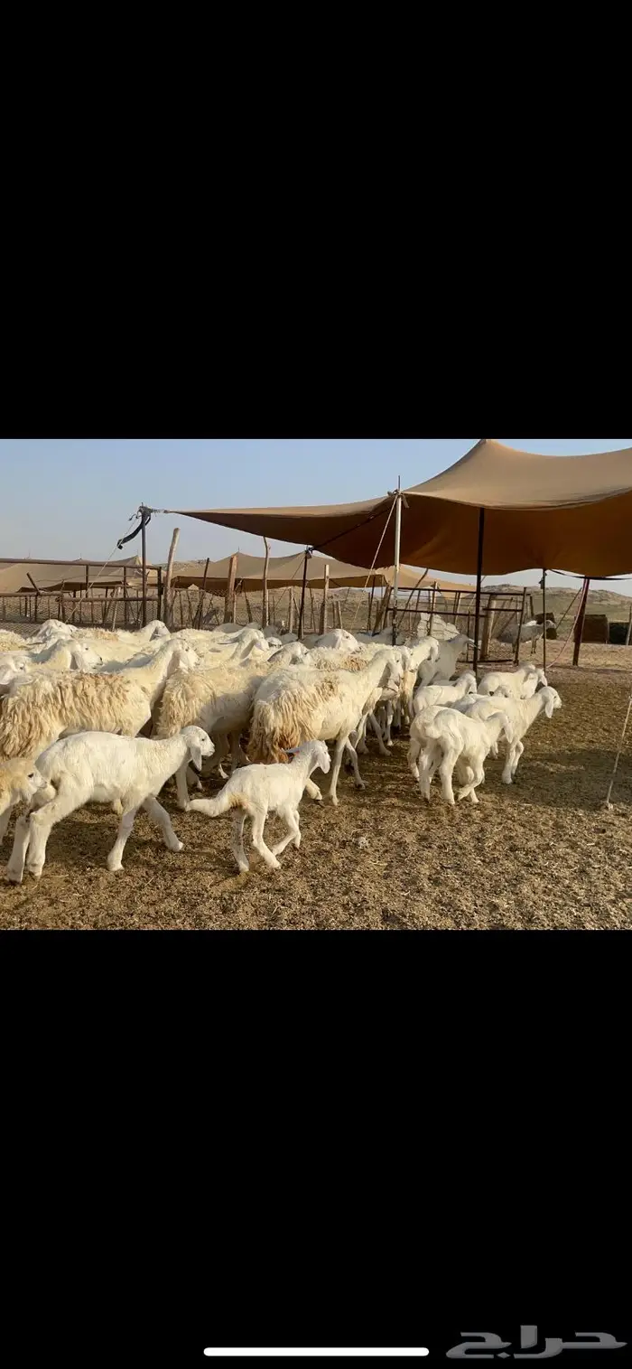 غنم حرية خلفات مراح 62 تحتها 62 بفحلها 2