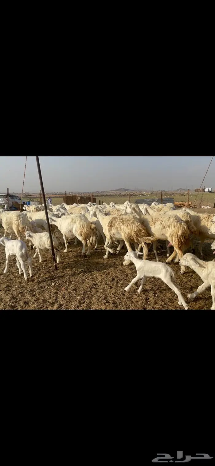 غنم حرية خلفات مراح 62 تحتها 62 بفحلها 3