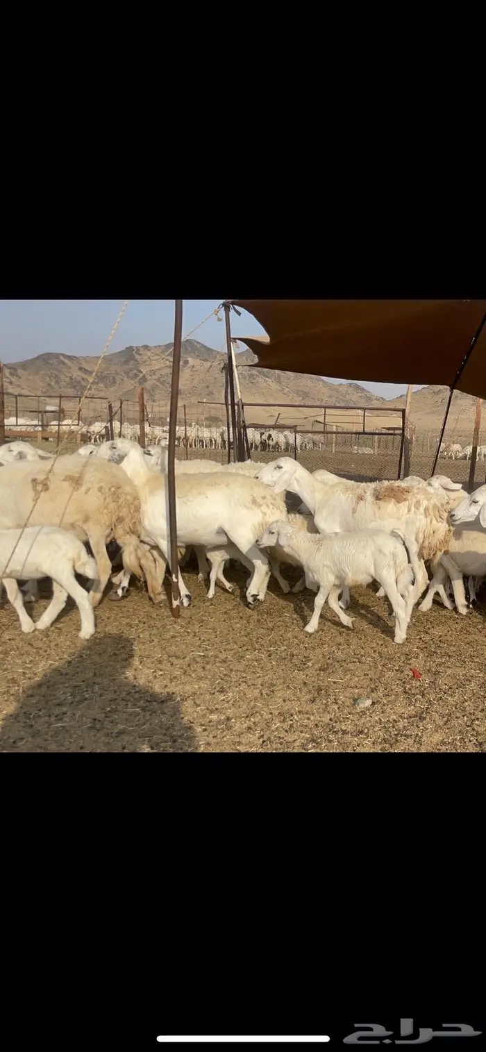 غنم حرية خلفات مراح 62 تحتها 62 بفحلها 4