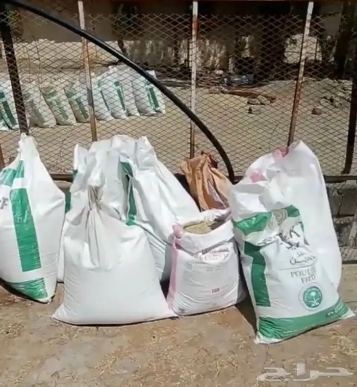 سويقه شعير رومي  جديده توها مصلحه 0