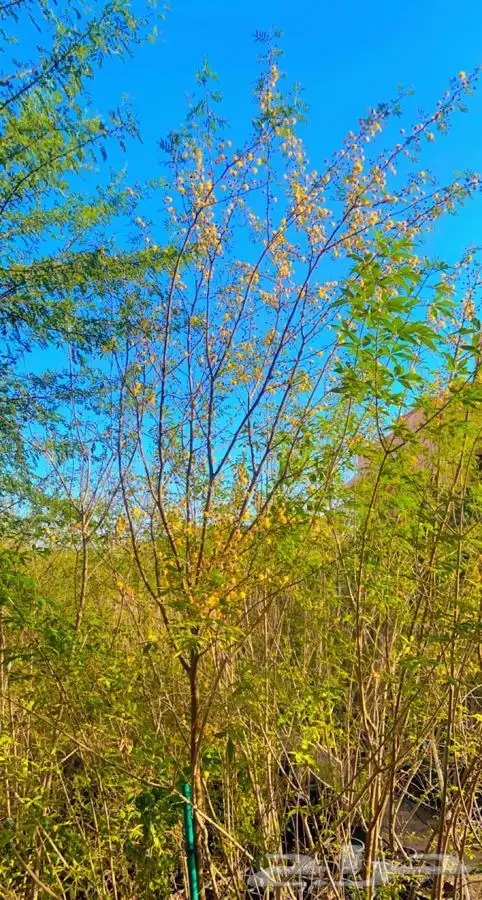 اشجار طلح الفتنه جميع الاحجام 0