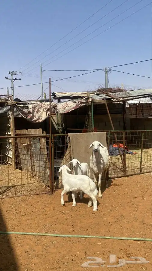 شاه حريه معها اثنين 1