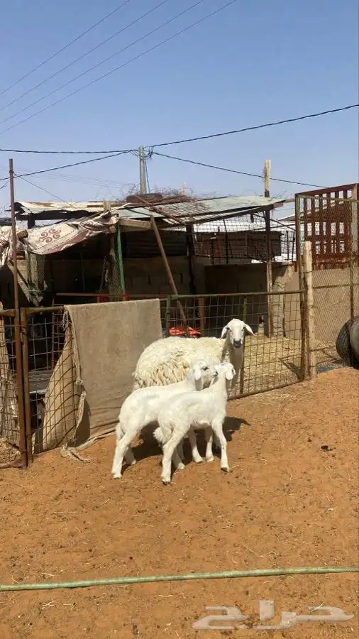 شاه حريه معها اثنين 0