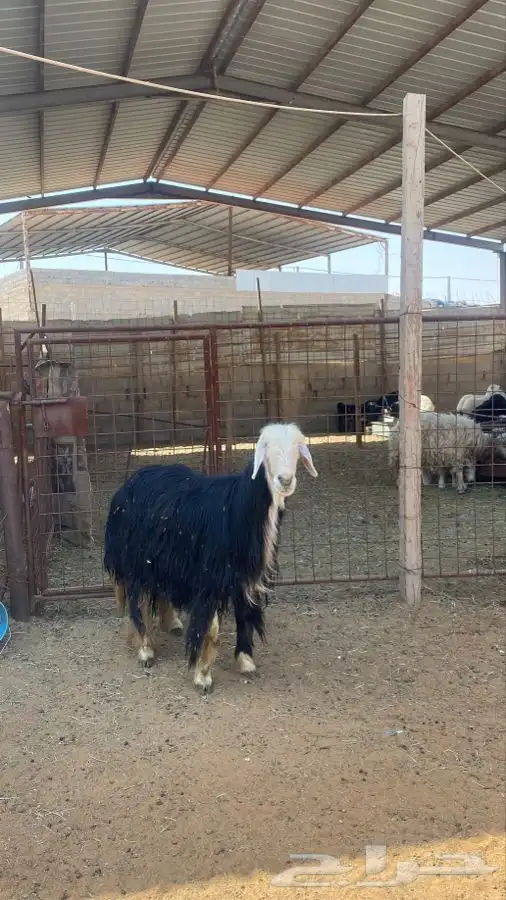 شاه نجديه 0