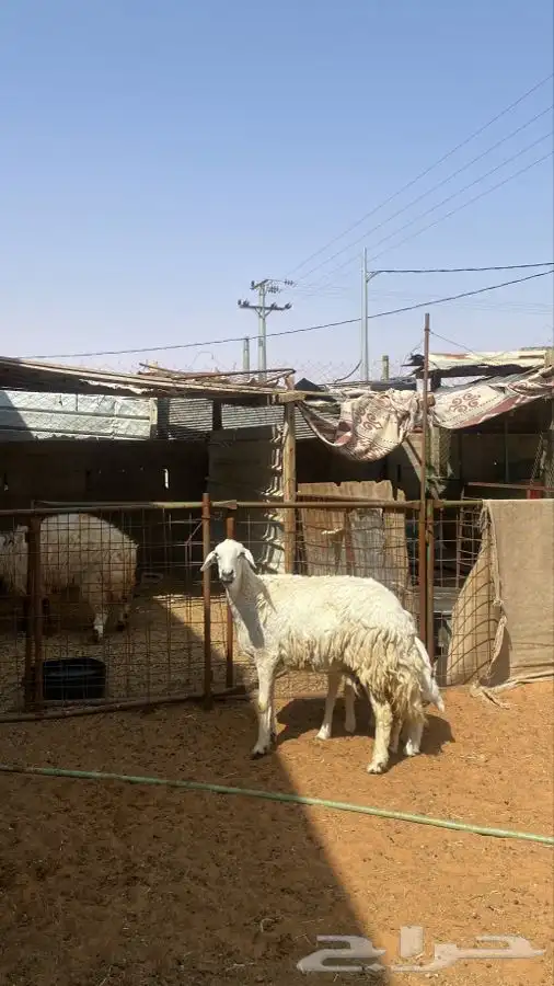 شاه حريه معها اثنين 2