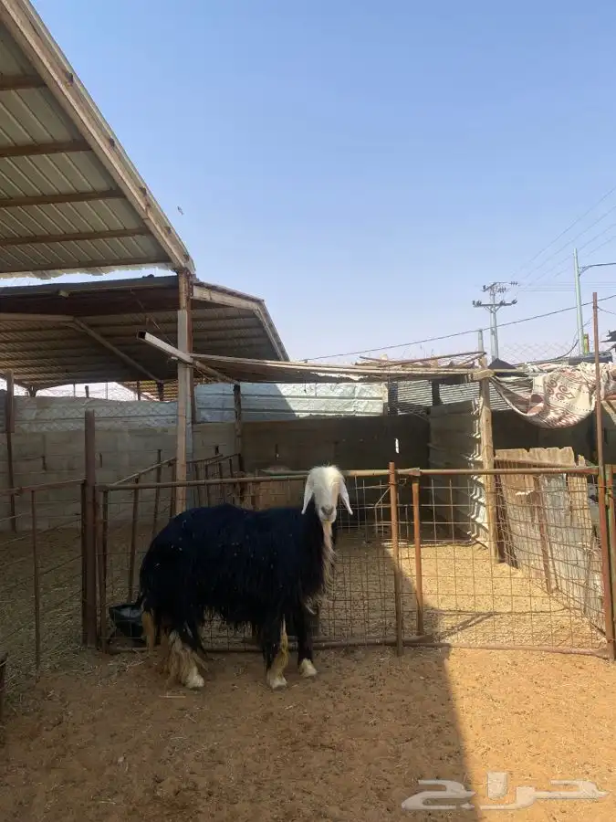 شاه نجديه 4
