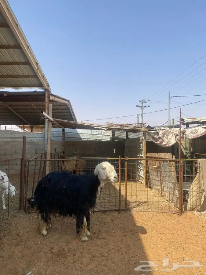 شاه نجديه 3