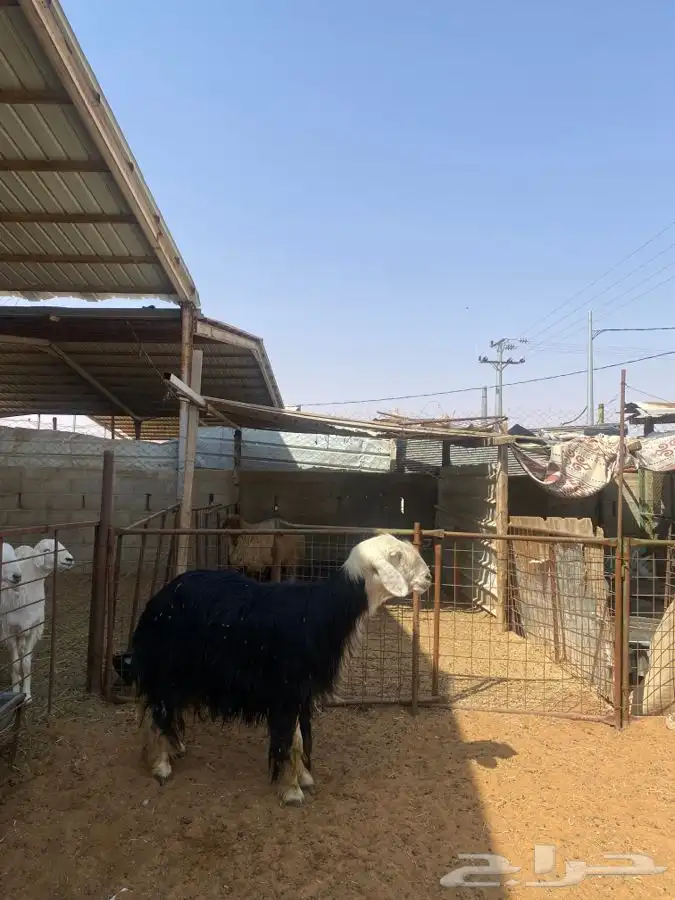 شاه نجديه 2