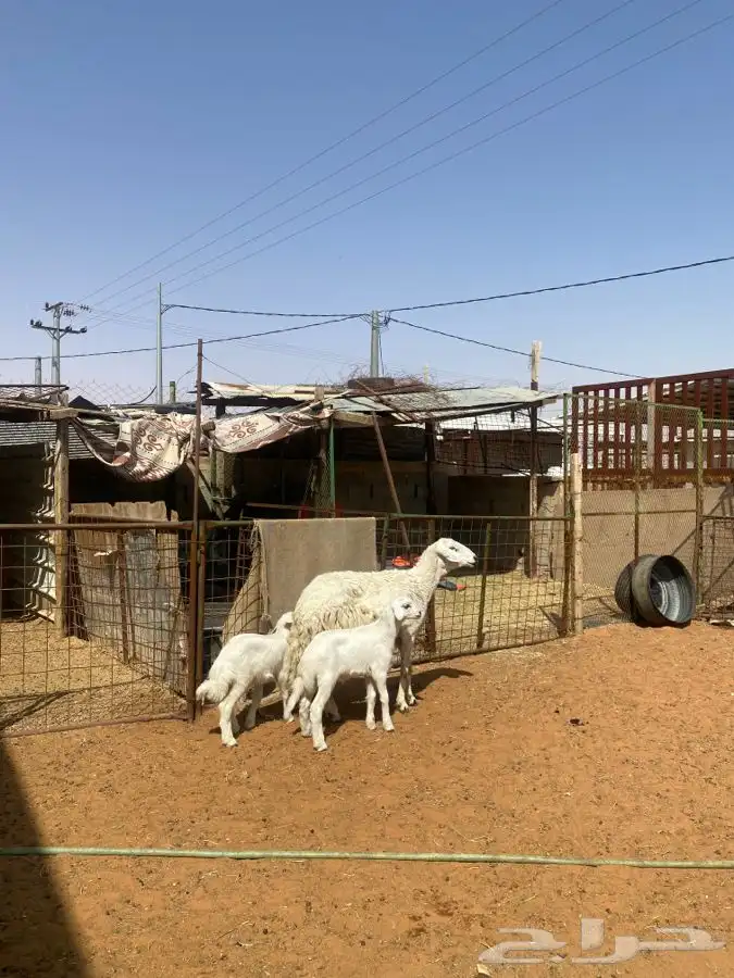 شاه حريه معها اثنين 3