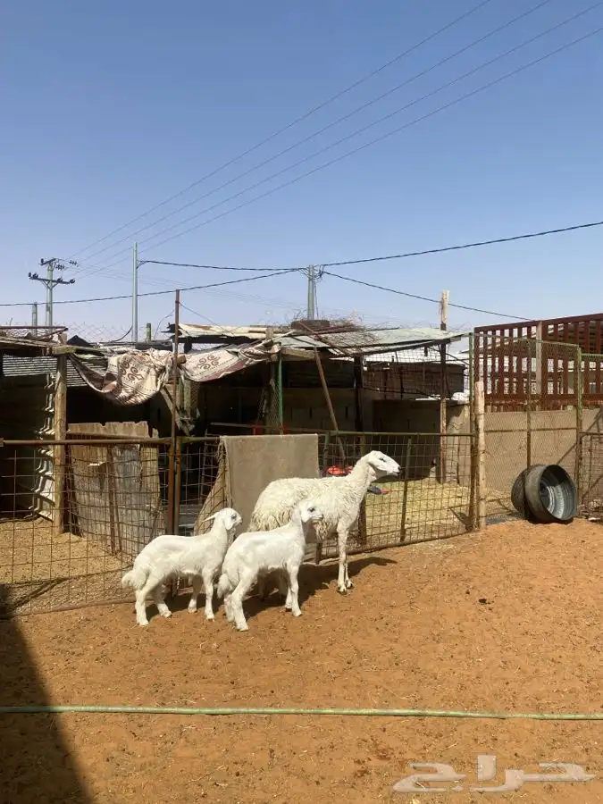 شاه حريه معها اثنين 4