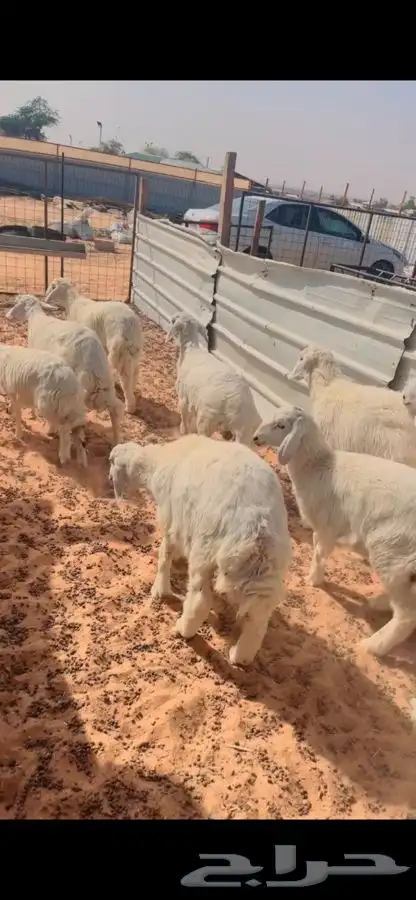 ذبايح لللبيع 0