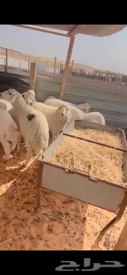 ذبايح لللبيع 4
