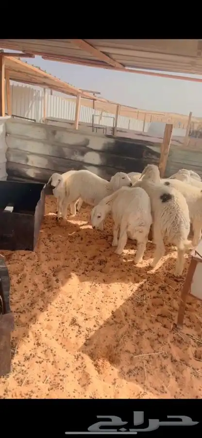 ذبايح لللبيع 5