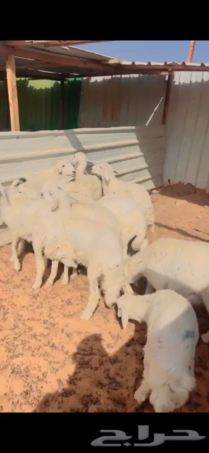 ذبايح لللبيع 1