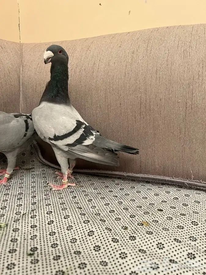 ( تم البيع ) هومر 1