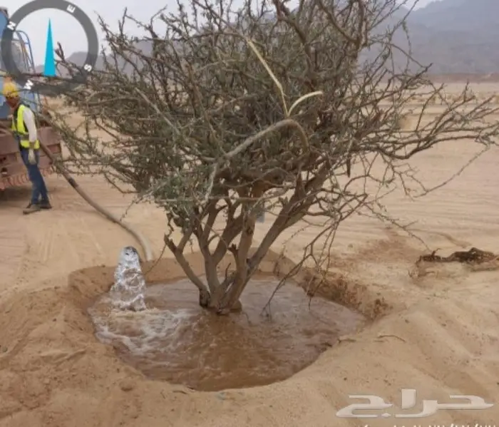 قلع وزراعة اشجار 3
