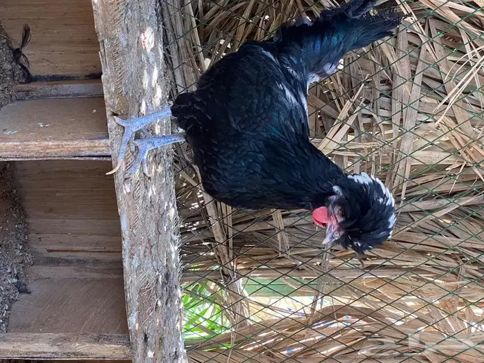 بيض دجاج بولش 1