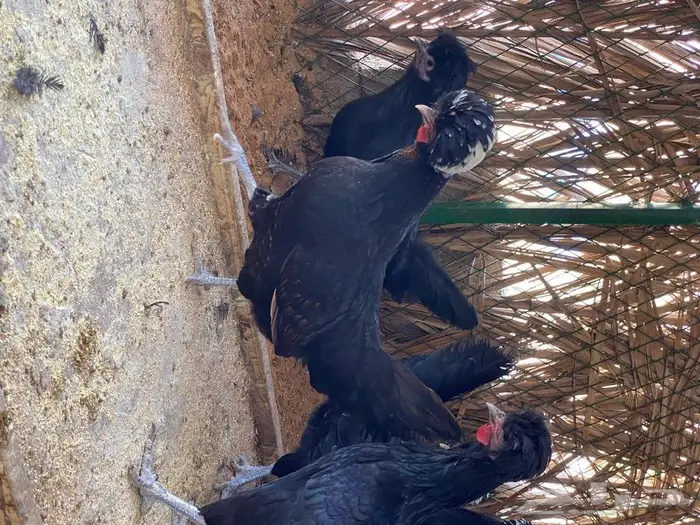 بيض دجاج بولش 2