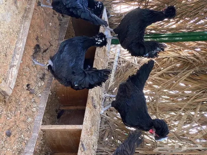 بيض دجاج بولش 3