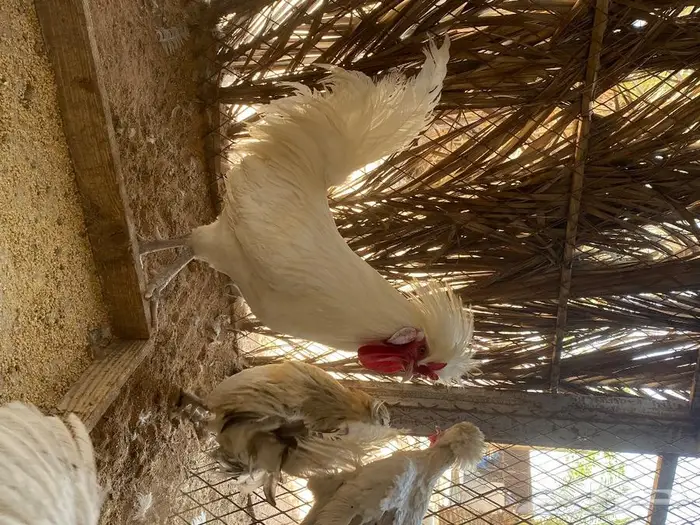 بيض دجاج بولش 4