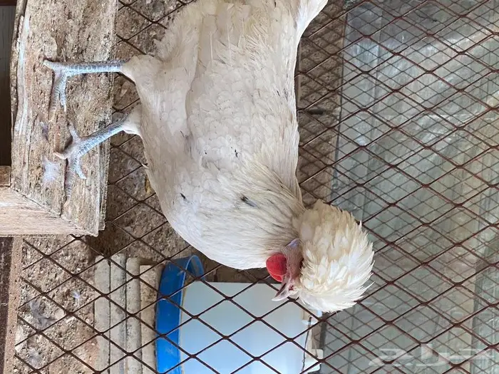 بيض دجاج بولش 5