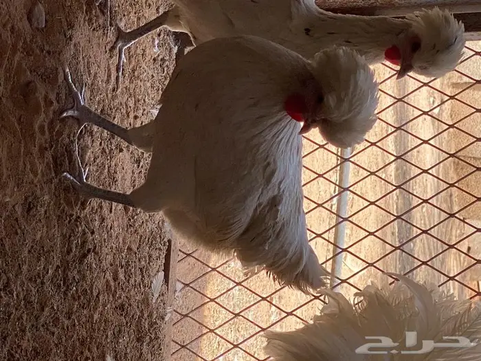 بيض دجاج بولش 6