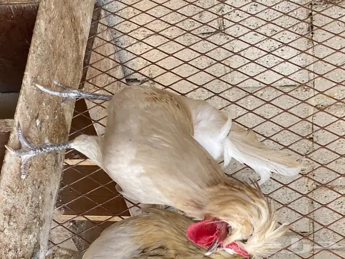 بيض دجاج بولش 7