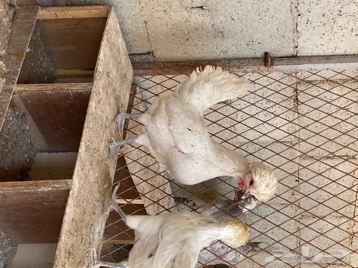 بيض دجاج بولش 8