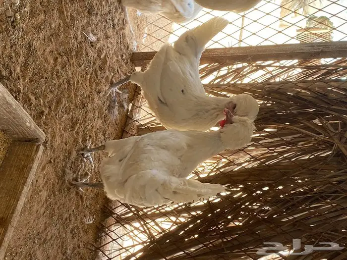 بيض دجاج بولش 9