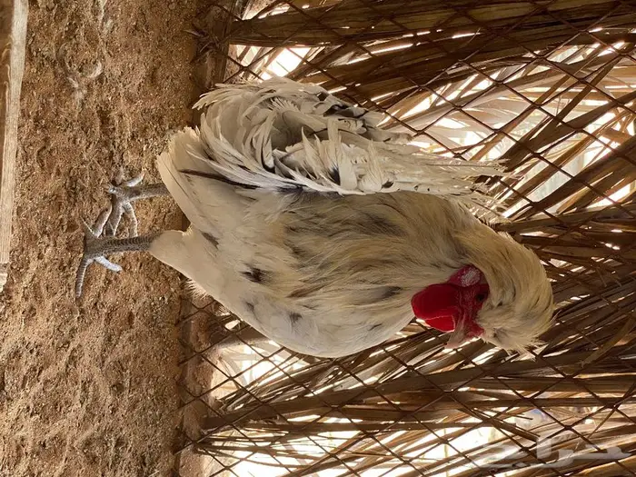 بيض دجاج بولش 10