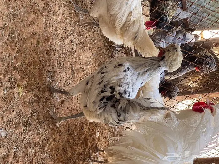 بيض دجاج بولش 11