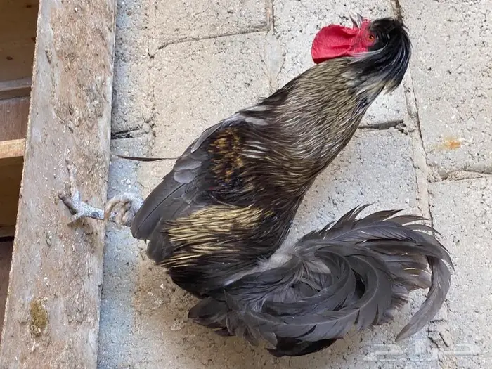 بيض دجاج بولش 12