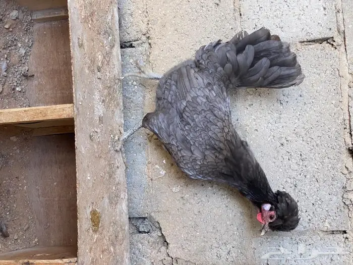 بيض دجاج بولش 13