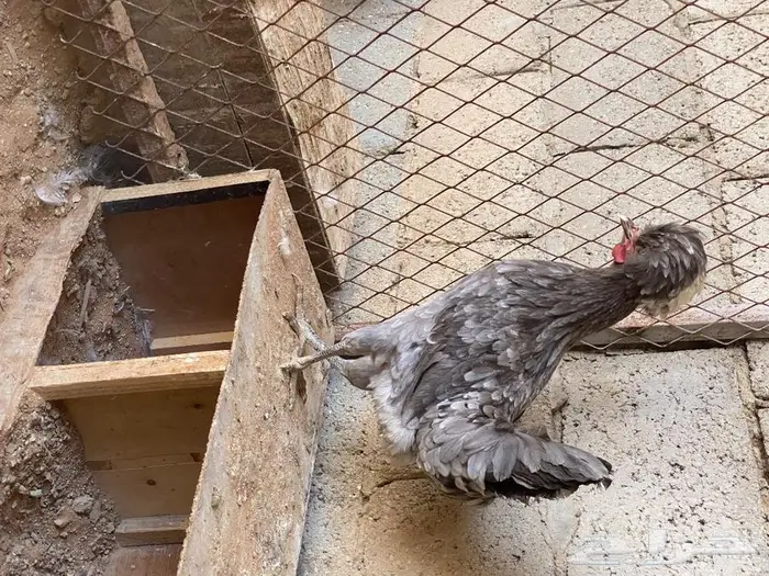 بيض دجاج بولش 14