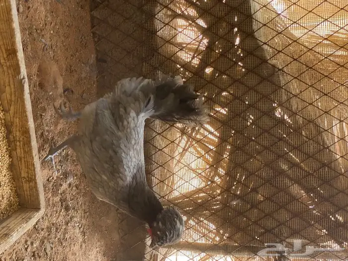 بيض دجاج بولش 15