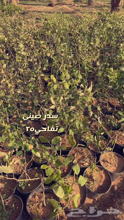 اشجار مثمره. 2