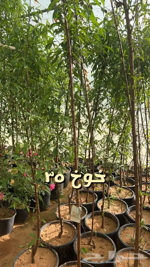 اشجار مثمره. 4