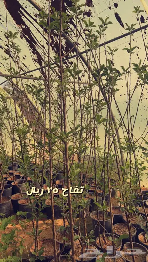 اشجار مثمره. 5